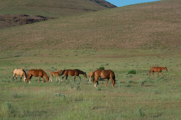 Wild Horses, Yakima Washington