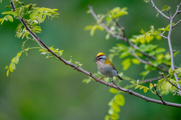 Common firecrest singing on a branch.