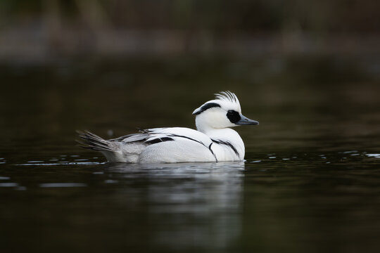 Smew - Mergellus albellus male swimming in water with dark background. Photo from Lubusz Voivodeship in Poland.