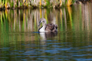 One baby swan swimming around the wild lake on sunny day