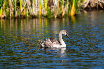 One baby swan swimming around the wild lake on sunny day
