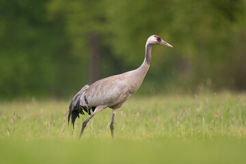 Fototapeta premium Common crane, Eurasian crane - Grus grus walking in green grass with meadow in background. Photo from Lubusz Voivodeship in Poland.
