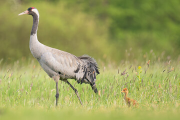 Common crane, Eurasian crane - Grus grus female walking in green grass on meadow with chick in background. Photo from Lubusz Voivodeship in Poland.	