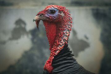 Turkey  portrait