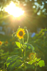 single sunflower with backlighting, background, green, yellow, alive