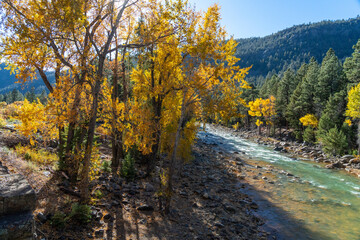 Changing aspens in the Colorado fall