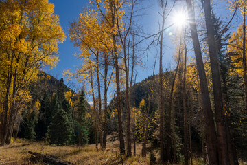 Changing aspens in the Colorado fall