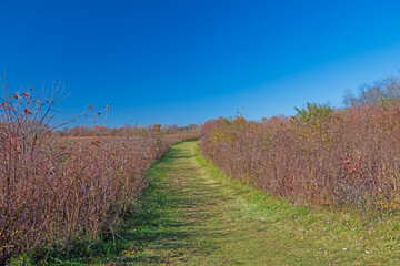 Quiet Path Through the Fall Prairie