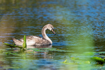 Lonely cygnet swinming and feeding around the wild pond