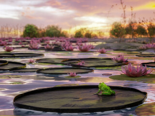 3d rendering of dramatic fiery sunset reflecting in the pond surface with waterlily plants