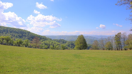 panorama of the forest