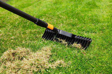 scarifying lawn with scarifier rake. dead grass removal