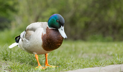 A close up of a single male mallard duck