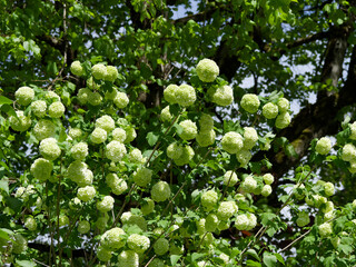 Viburnum opulus 'Roseum' | Guelder-rose or snowball tree producing clusters of white flowers on spreading branches with attractive lobed foliage
