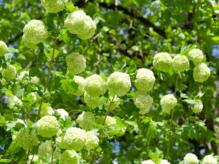 Splendid white flowering in the shape of balls of guelder-rose 'Roseum' or snowball tree with lobed...