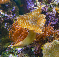 Magnificent sea anemone (Heteractis magnifica) lives in de tropical waters of the Indo-Pacific ocean. © karlo54