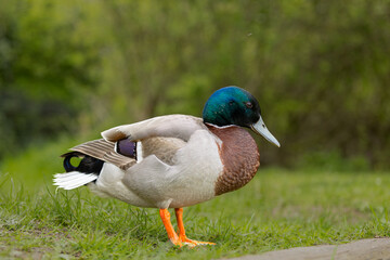 a close up of  SINGLE Male mallard duck