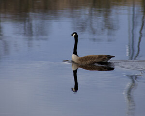 Goose swimming across the water