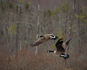 Canadian geese in flight 