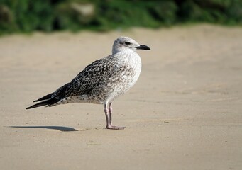 Lone seagull standing apart on the dutch coast. European Herring Gull is one of the best known of...
