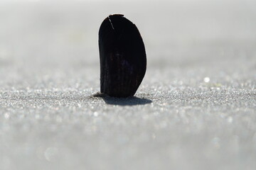 single standing seashell or clam at the beach in zealand, netherlands. abstract