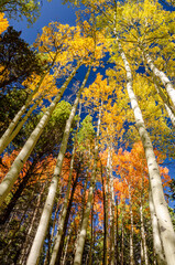 Changing aspen leaves in the Colorado fall