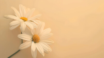 daisy flowers on side of pastel cream background with copy space