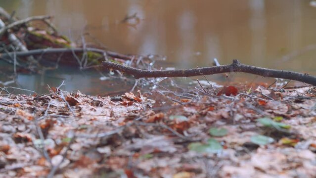 Spring Thaw In Forest. Spring Water Flood And Snow In Swampy Forest. Gimbal Shot.