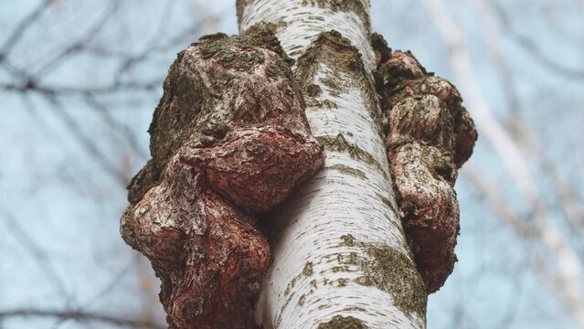 Outgrowth On A Birch Tree Trunk. Burl On A Birch Tree Trunk. Wood Suvel. Tree Diseases. Gimbal Stabilize.