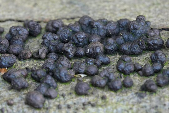 Closeup on black Beech Woodwart mushrooms , Hypoxylon fragiforme on a fallen log