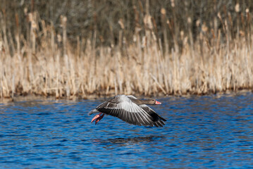 Greylag goose in flight