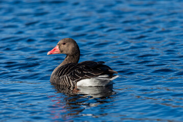 Greylag goose swimming on the wild pond