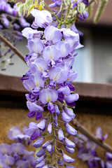 Beautifully blooming wisteria Traditional Japanese flower Purple flowers on background green leaves Spring floral background. Beautiful tree with fragrant, classic purple flowers in hanging clusters - 790323433