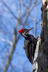 Pileated woodpecker