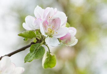 Blooming flowers of apple tree. Close up of apple bud.	 - 790324210