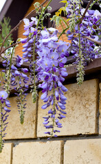 Beautifully blooming wisteria Traditional Japanese flower Purple flowers on background green leaves Spring floral background. Beautiful tree with fragrant, classic purple flowers in hanging clusters - 790324473