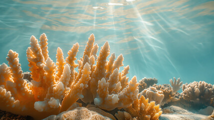 Tranquil Underwater Seascape with Vibrant Coral Reef Illuminated by Sunlight
