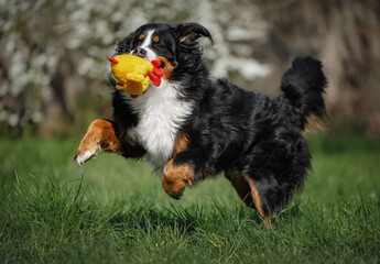 big bernese mountain dog playing with a soft toy outdoors in the park, close up shot
