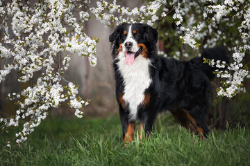 bernese mountain dog standing under a blooming cherry tree in spring