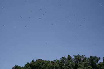 Passaros na Fortaleza de Santo Antônio de Ratones Florianópolis