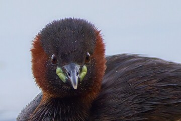 Little grebe the smallest diver