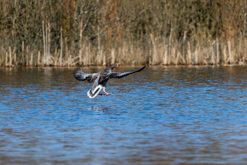 Greylag goose landing on water