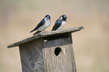Tree swallows perched on a birdhouse during a spring season at the Pitt River Dike Scenic Point in Pitt Meadows, British Columbia, Canada