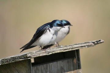 Tree swallows perched on a birdhouse during a spring season at the Pitt River Dike Scenic Point in Pitt Meadows, British Columbia, Canada