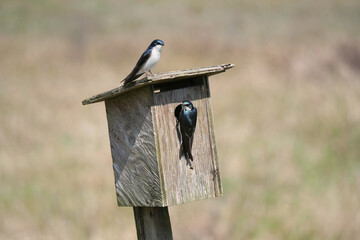 Tree swallows at a birdhouse during a spring season at the Pitt River Dike Scenic Point in Pitt Meadows, British Columbia, Canada