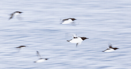  guillemot in flight with intentional camera movement