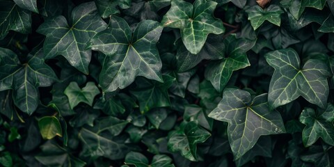 Dark green ivy  leaves background, generated with AI - obrazy, fototapety, plakaty