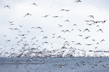 large flock of guillemots in flight