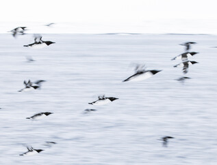  guillemot birds in flight with intentional camera movement