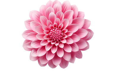 Translucent Background and Pink Flower from Above